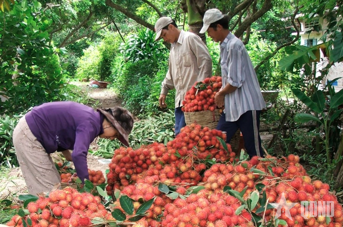 Trái cây Việt làm gì để tiếp tục chinh phục thị trường “tỷ dân” Trung Quốc?