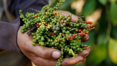 Bản tin nông sản hôm nay (27-6): Giá cà phê tăng, hồ tiêu ổn định