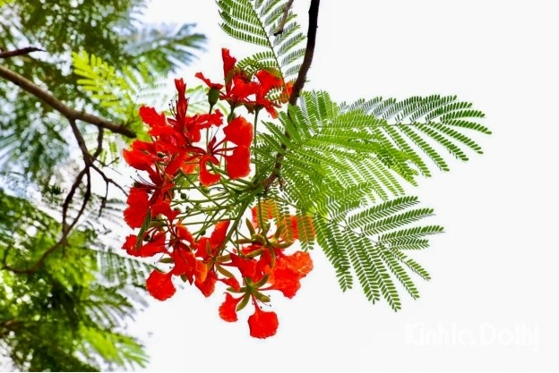 Mùa phượng đỏ năm ấy