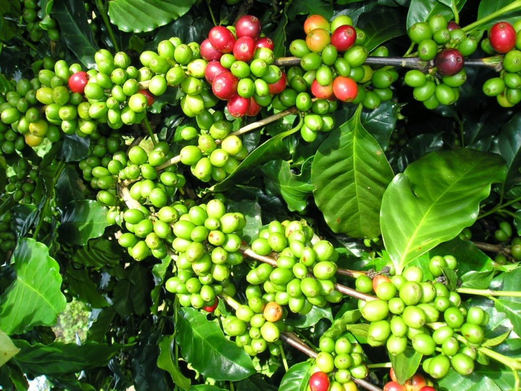Bản tin nông sản hôm nay (1-7): Giá cà phê giảm, giá hồ tiêu đi ngang

