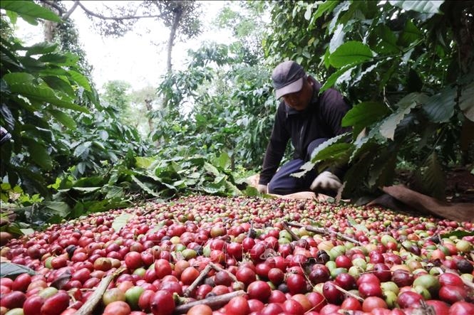 Bản tin n&ocirc;ng sản h&ocirc;m nay (2-7): Gi&aacute; c&agrave; ph&ecirc; vượt mốc 90.000 đồng/kg