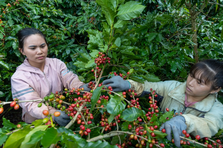 Bản tin nông sản hôm nay (17-7): Giá cà phê tăng lên sát ngưỡng 100.000 đồng/kg