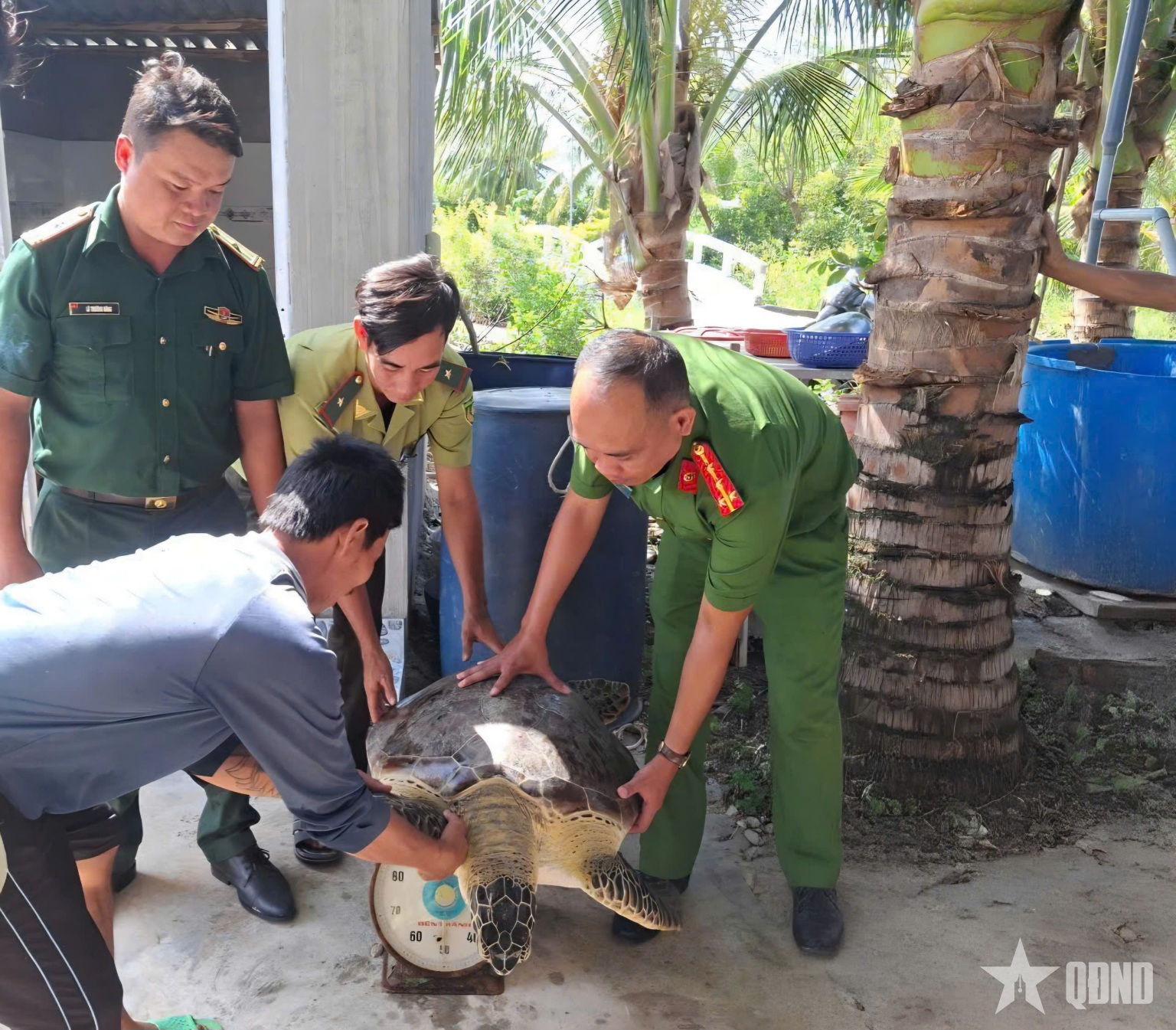 An Giang: Đồn Biên phòng Xẻo Nhàu và người dân thả cá thể vích về biển