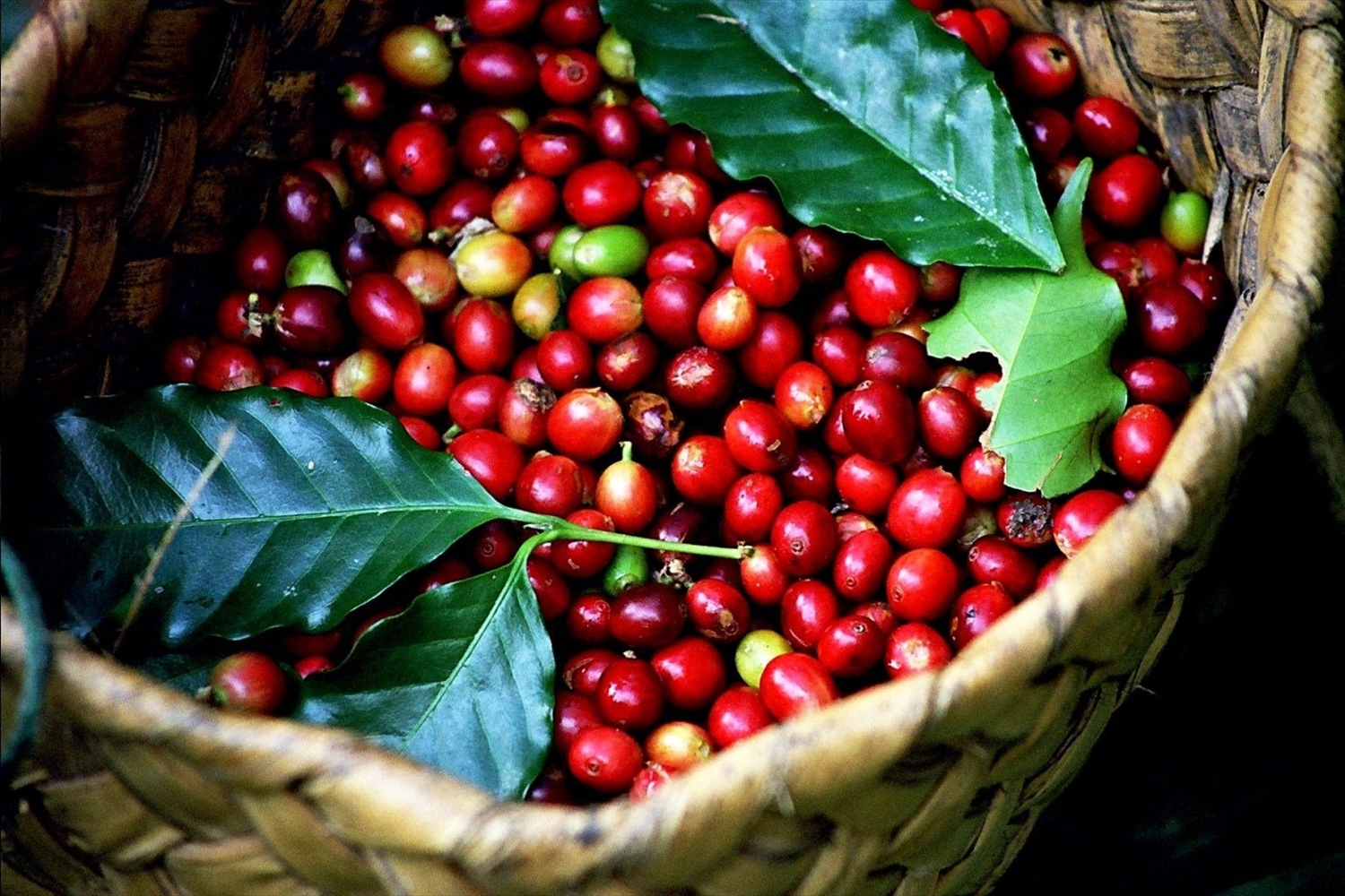 Bản tin nông sản hôm nay (19-7): Giá cà phê tăng

