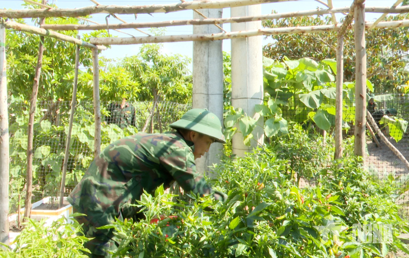 Tích cực tăng gia, bảo đảm tốt đời sống bộ đội