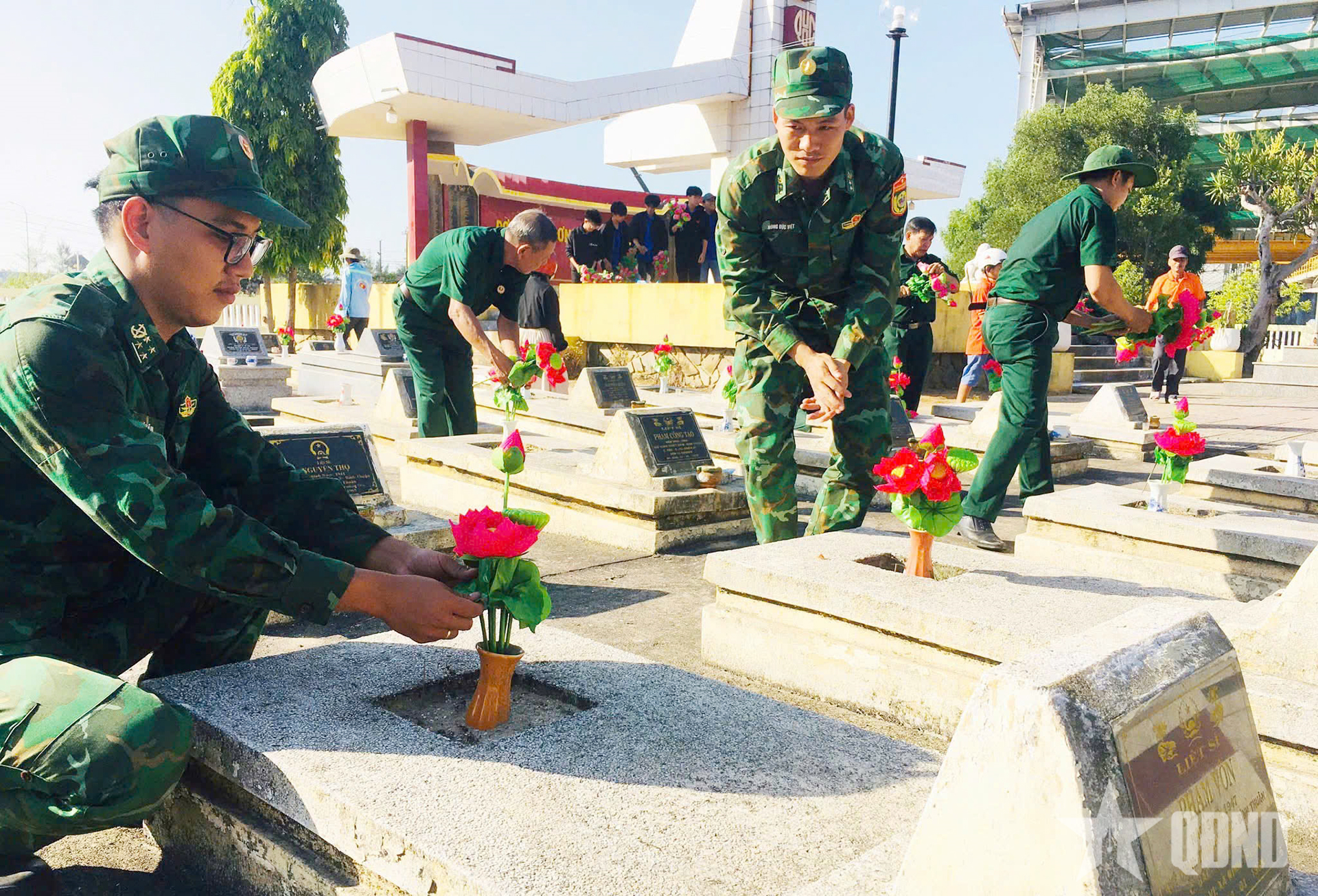 Quảng Ngãi: Thảo thơm những đóa sen hồng

