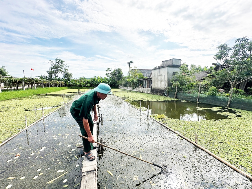 Cựu chiến binh, thương binh làm giàu từ ốc bươu đen