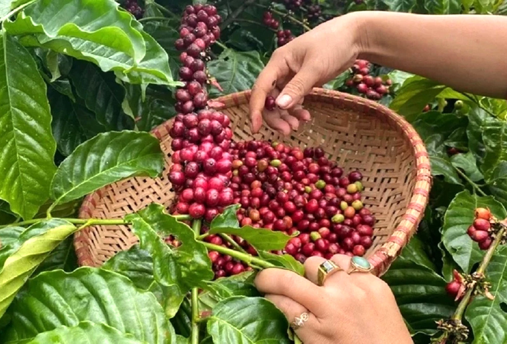 Bản tin nông sản hôm nay (29-7): Giá cà phê và hồ tiêu cùng tăng