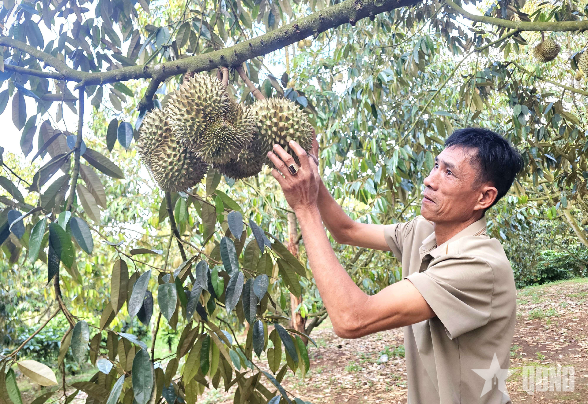 Đấu giá sầu riêng tại vườn, nâng tầm ngành hàng tỷ đô
