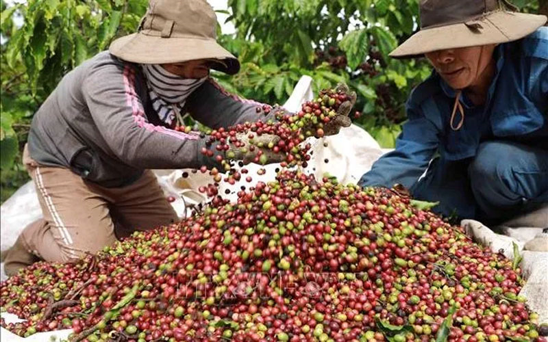 Bản tin nông sản hôm nay (2-8): Giá cà phê, hồ tiêu duy trì ổn định