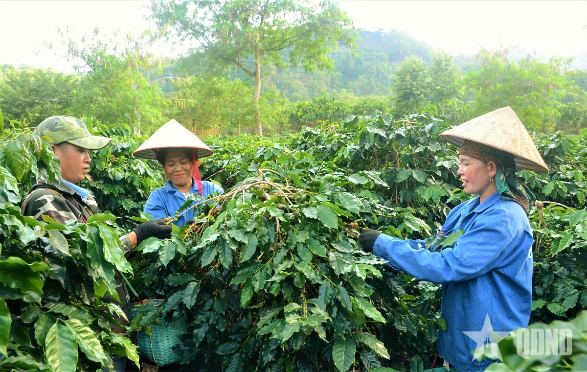Nông nghiệp Điện Biên: Sức bật từ khoa học, công nghệ 