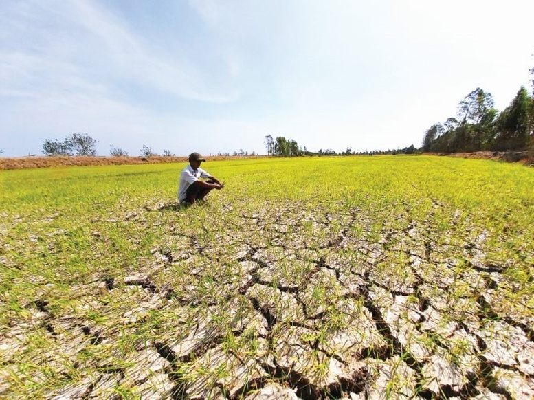 Xâm nhập mặn có thể lấn sâu tại Đồng bằng sông Cửu Long do tác động của El Nino

