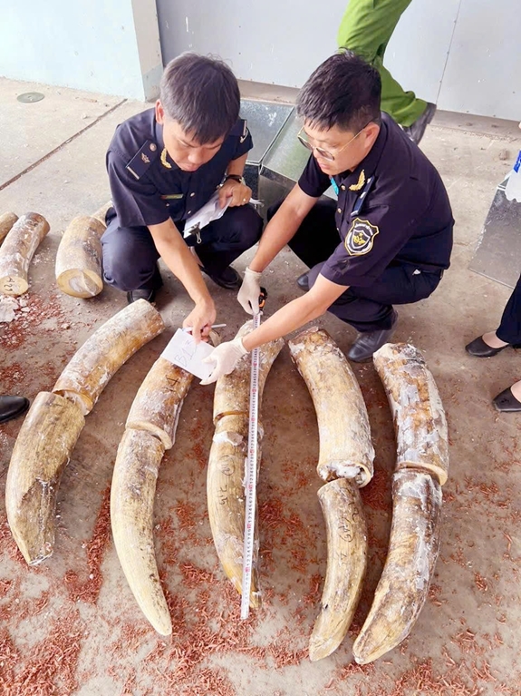 Ph&aacute;t hiện hơn 1.193 kg ng&agrave; voi v&agrave; 79,3 kg xương động vật hoang d&atilde; từ ch&acirc;u Phi