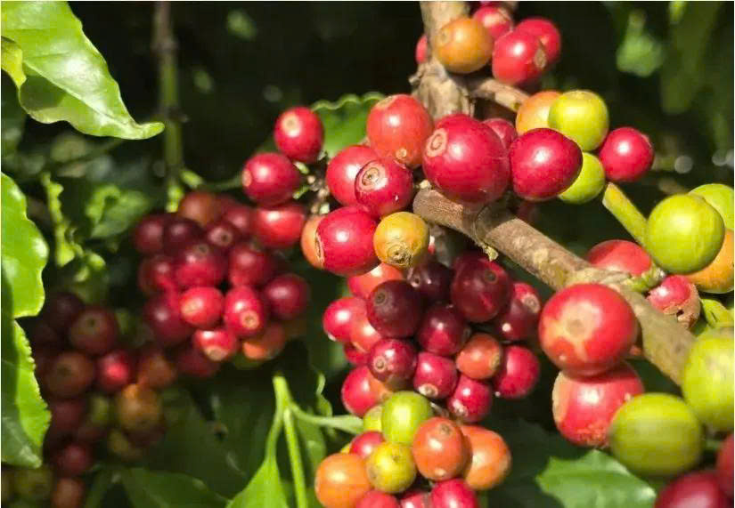 Bản tin nông sản hôm nay (12-8): Giá cà phê và hồ tiêu cùng tăng

