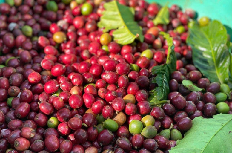 Bản tin nông sản hôm nay (18-8): Giá cà phê bật tăng trở lại, giá hồ tiêu đi ngang