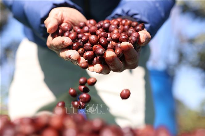 Bản tin nông sản hôm nay (25-8): Giá cà phê tăng nhẹ