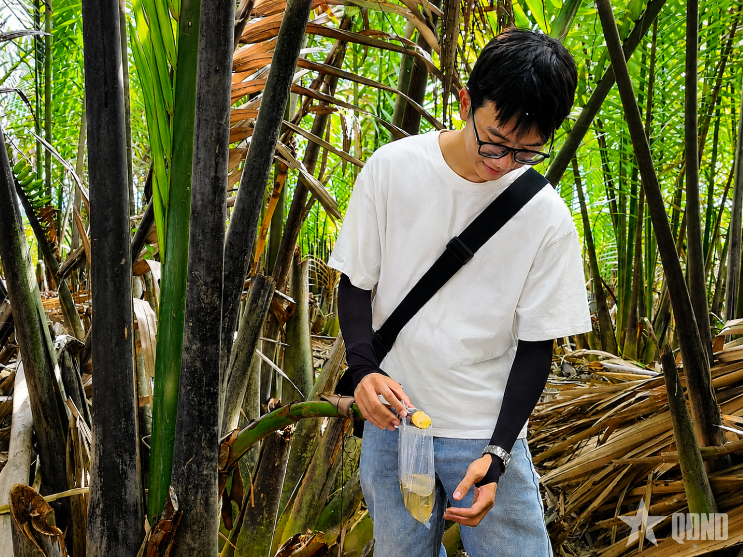 Mật ngọt từ cây dừa nước ven biển