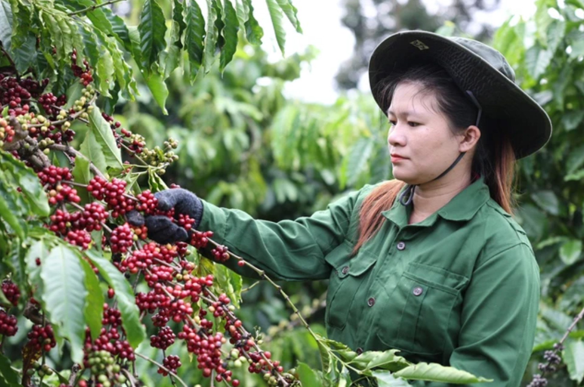 Bản tin nông sản hôm nay (6-9): Giá cà phê tăng mạnh, giá hồ tiêu đi ngang