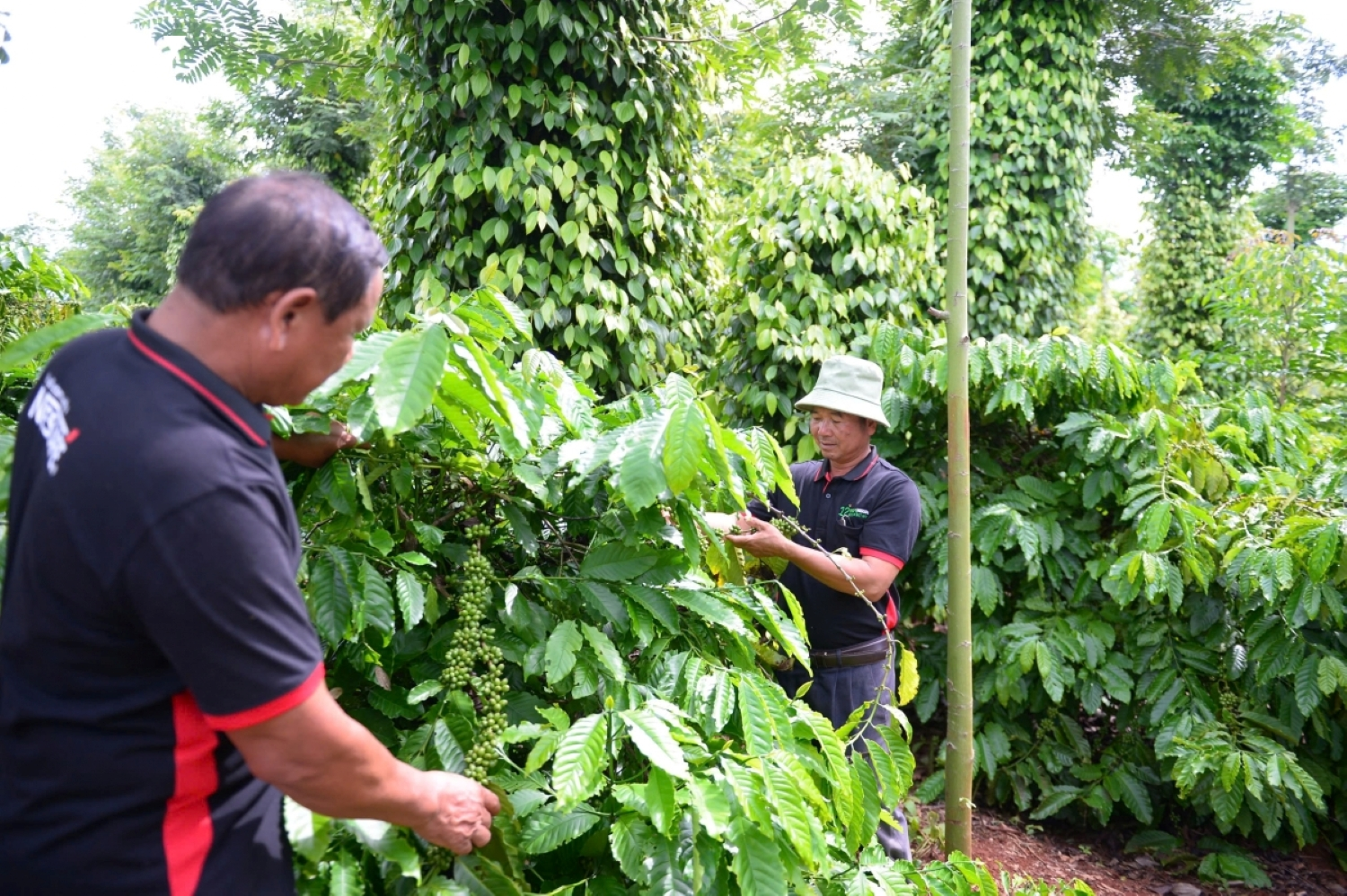 Bản tin nông sản hôm nay (8-9): Giá cà phê trong nước ổn định