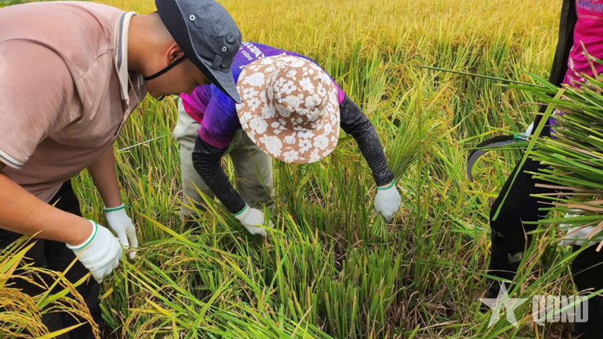 Người đi tìm vòng đời mới cho rơm