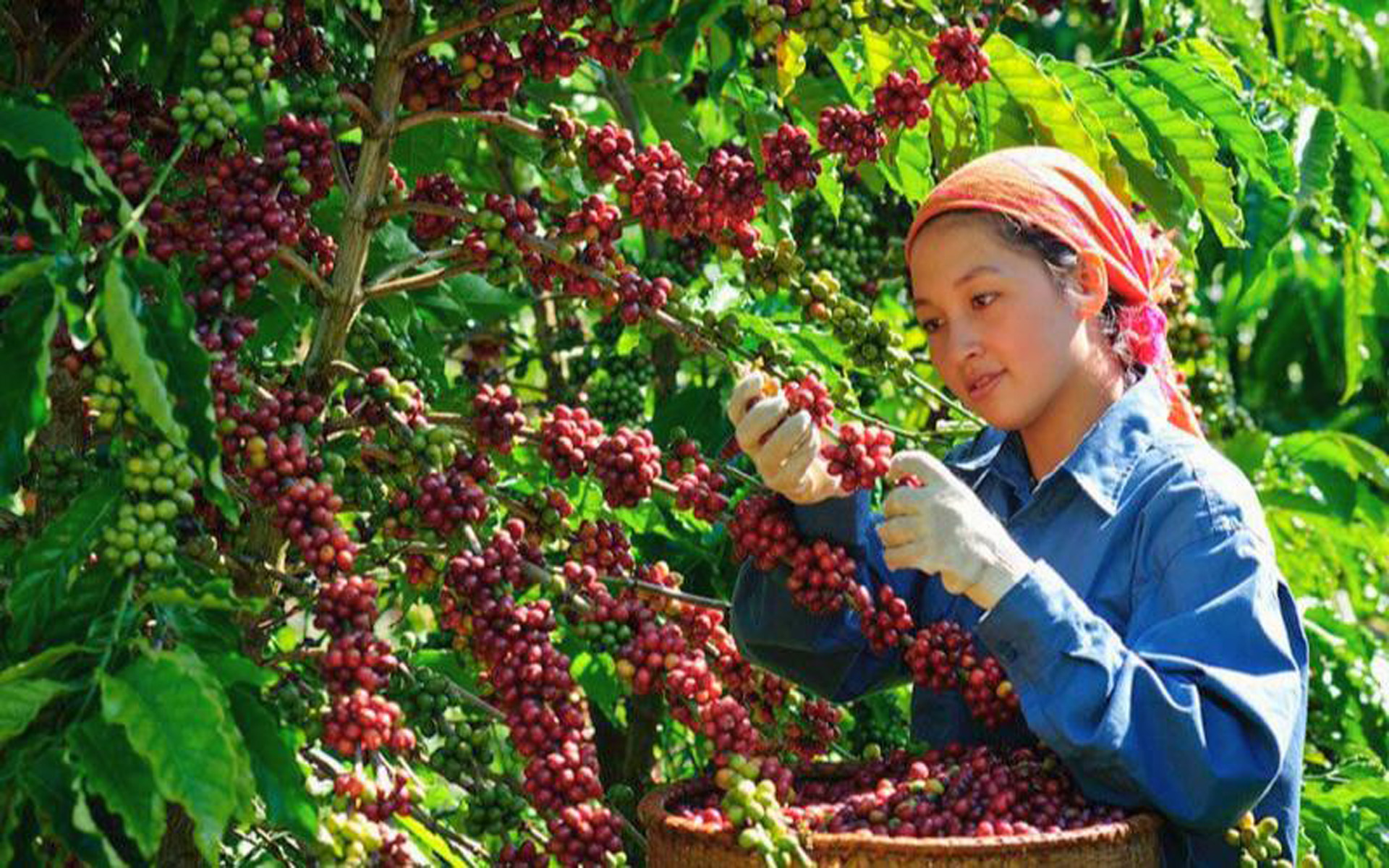 Bản tin nông sản hôm nay (17-9): Giá cà phê trong nước giảm mạnh