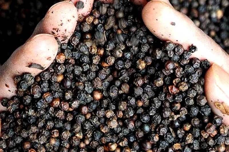 Bản tin nông sản hôm nay (18-9): Giá cà phê, hồ tiêu giảm nhẹ