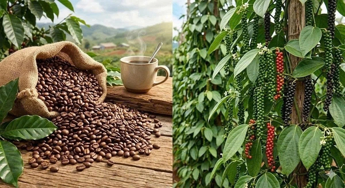 Bản tin nông sản hôm nay (23-9): Giá cà phê giảm, hồ tiêu ổn định