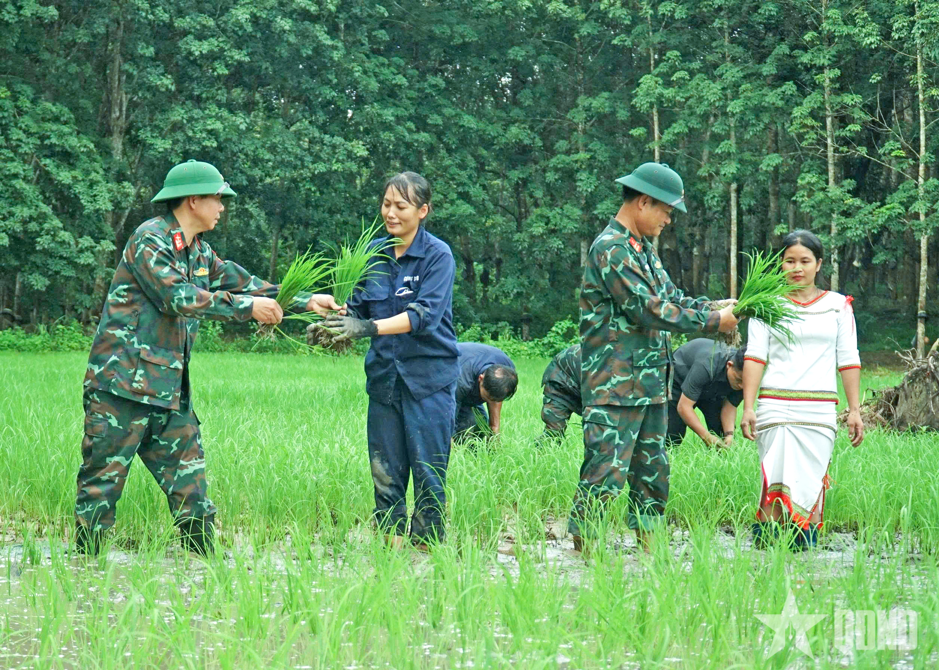 Đoàn Kinh tế-Quốc phòng 78 gieo mùa no ấm ở vùng biên giới Mô Rai