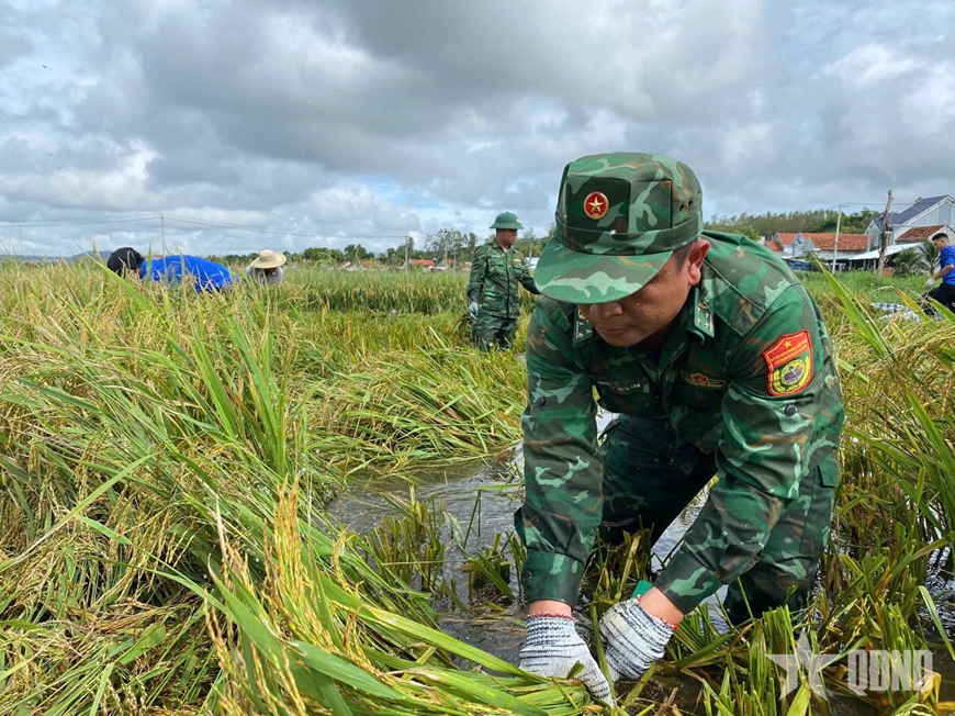 Lực lượng vũ trang tỉnh Đắk Lắk giúp dân thu hoạch lúa chạy lũ