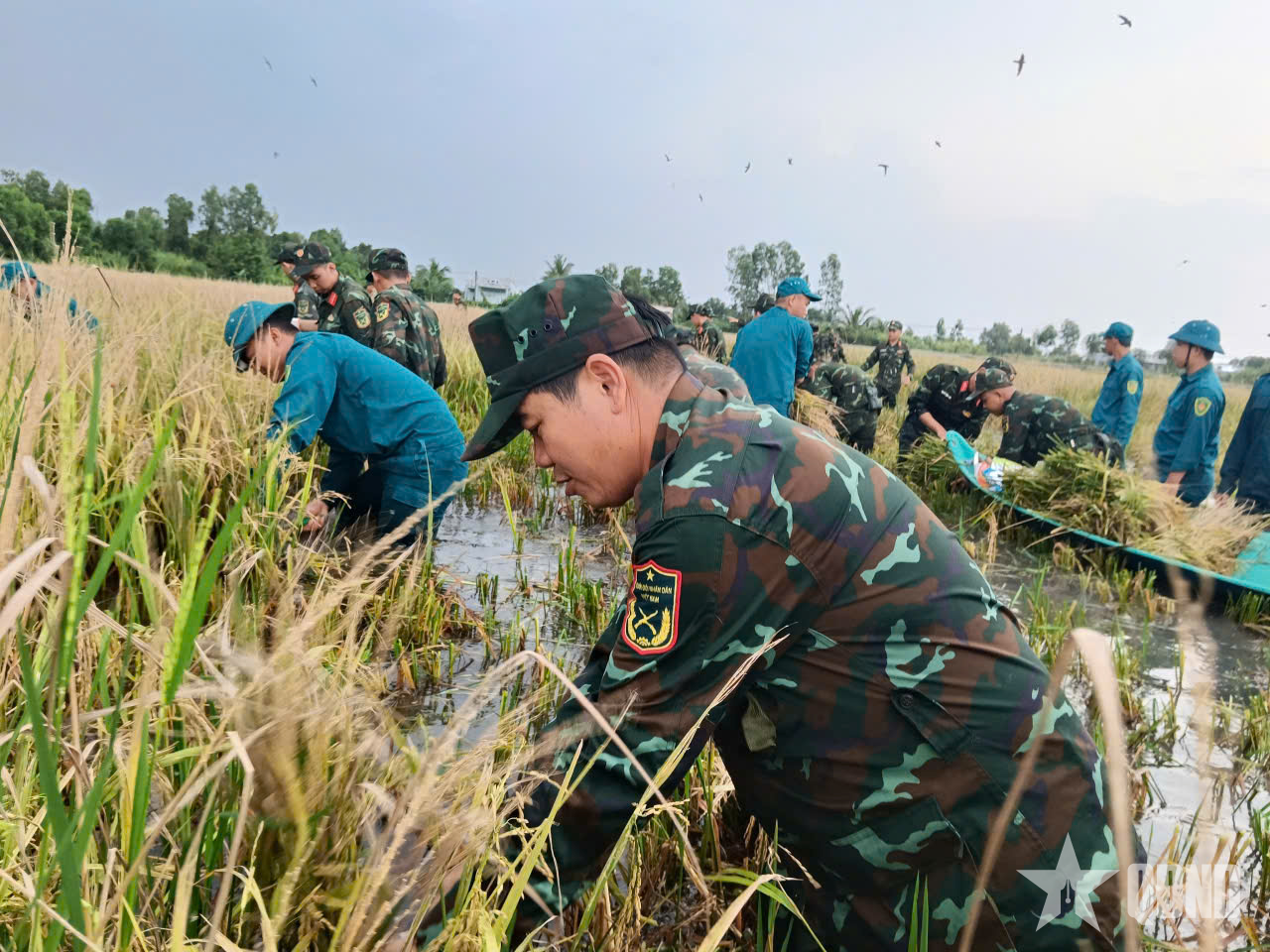 Trung đoàn Bộ binh 896 (Cà Mau): Dầm mình cứu lúa giữa đồng ngập nước