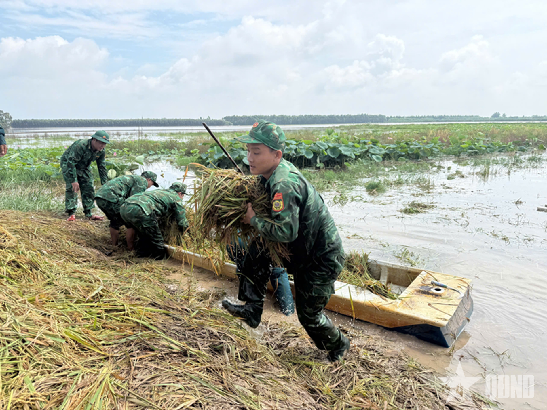 Bộ đội Biên phòng Tây Ninh giúp dân thu hoạch lúa chạy lũ