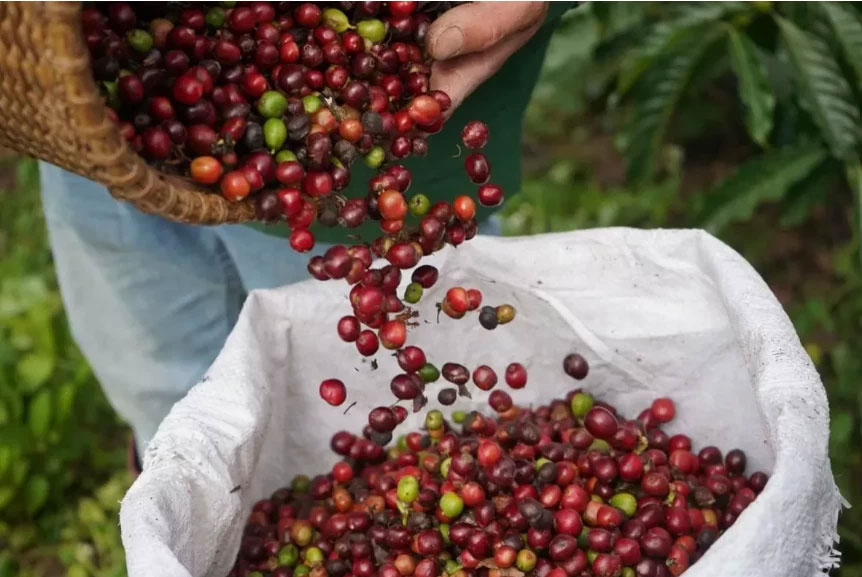 Bản tin nông sản hôm nay (6-10): Giá cà phê trong nước tương đối ổn định