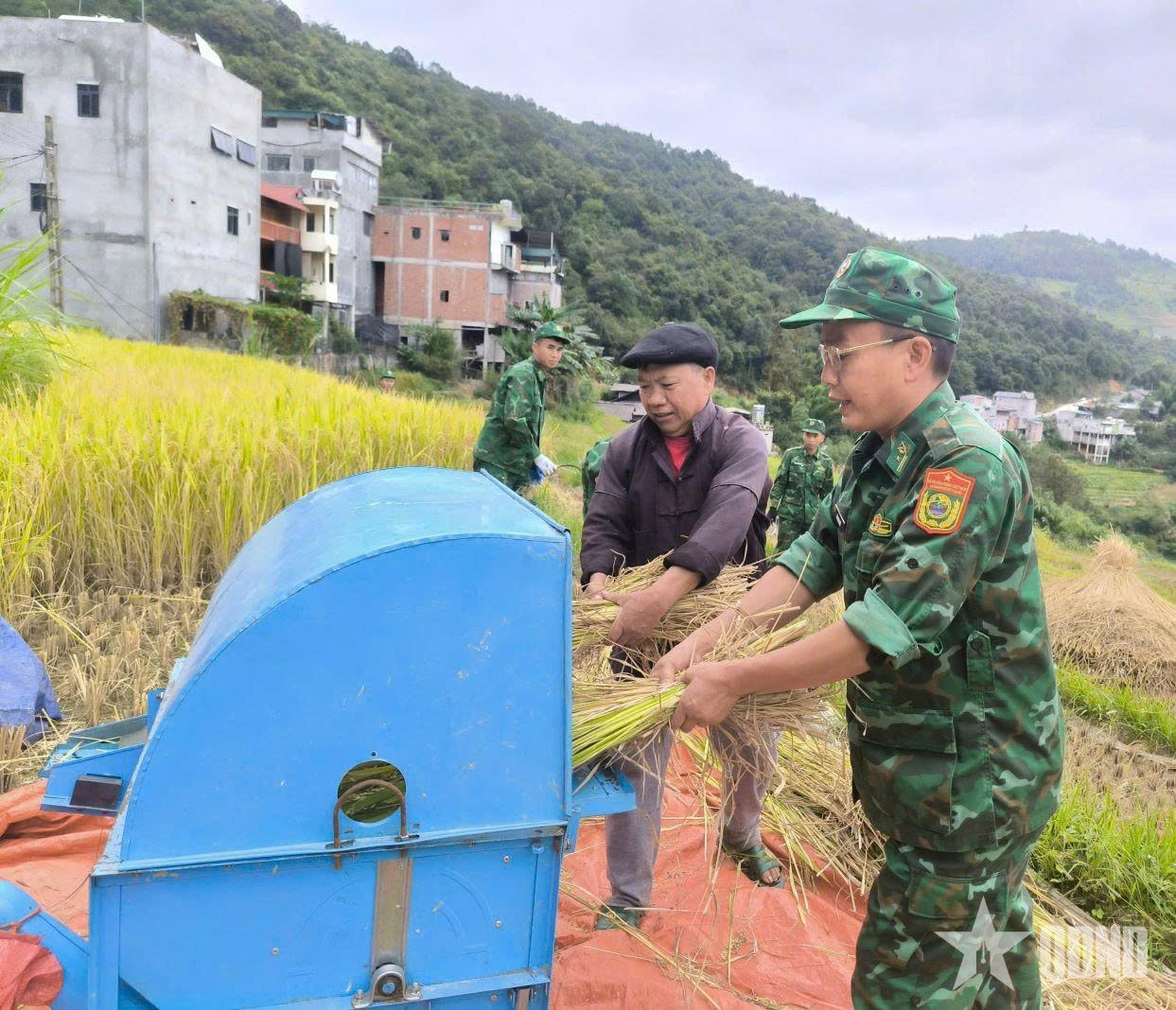 Mùa vàng trên Lũng Cú


