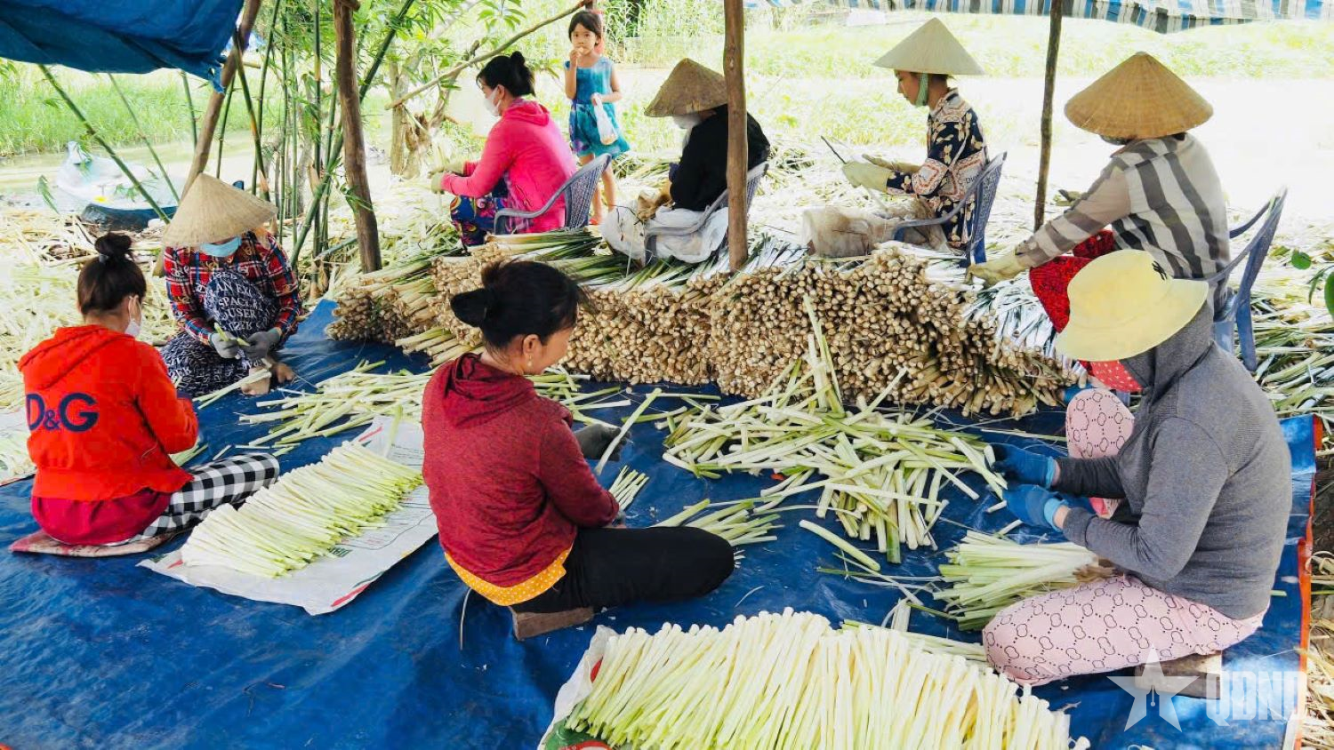 Món ngon từ cây bồn bồn