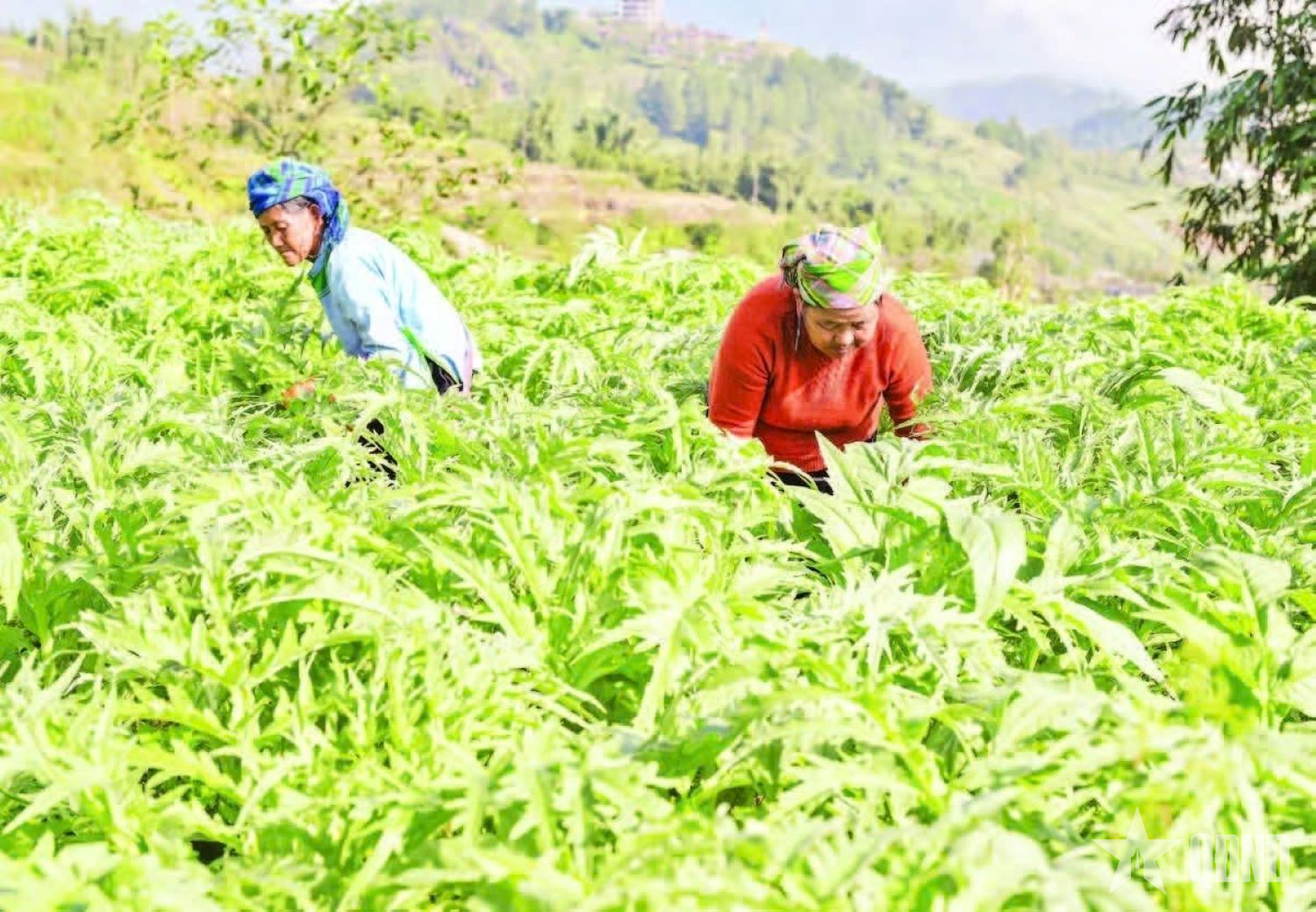 Nâng giá trị nông sản từ vùng nguyên liệu ở Lào Cai