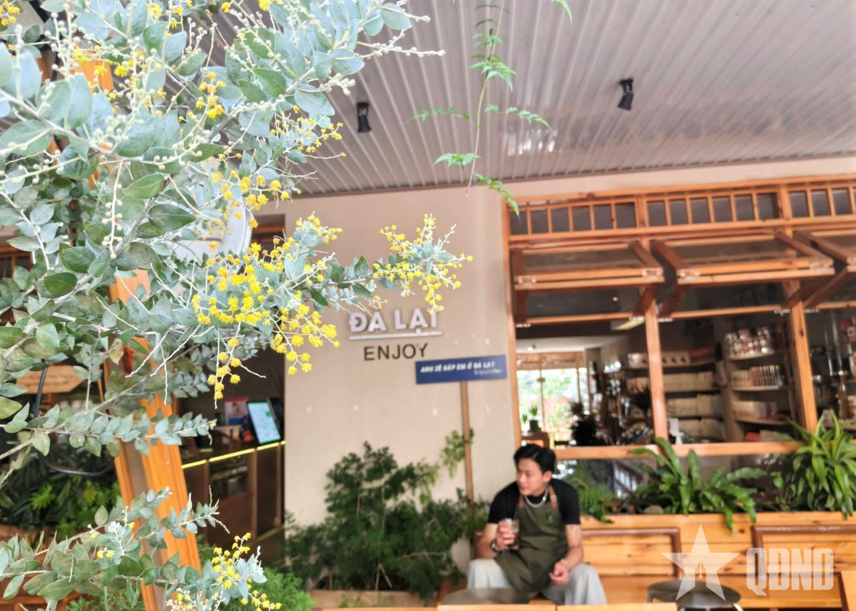 Mùa thu Đà Lạt trong sắc hoa mimosa