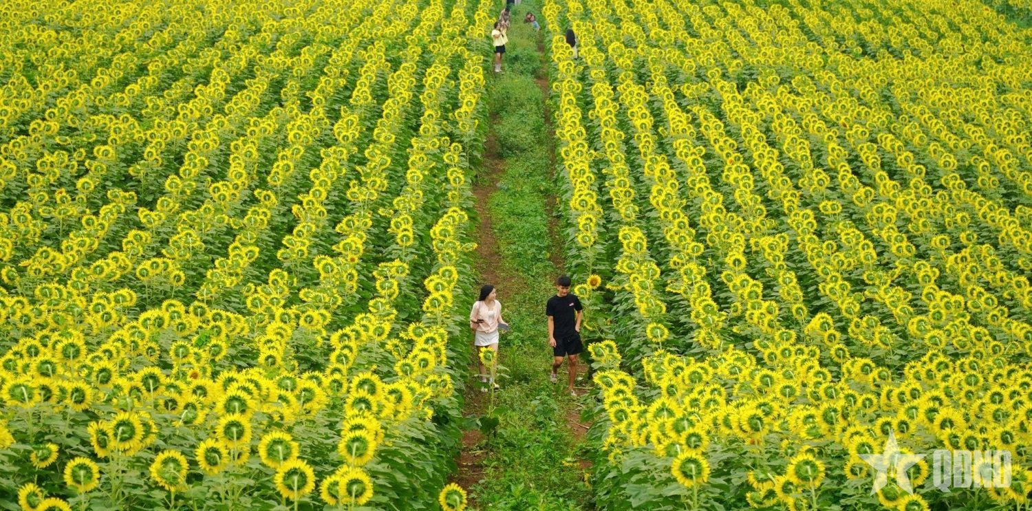 Nghệ An: Cánh đồng hoa hướng dương 150ha mở cửa đón khách miễn phí