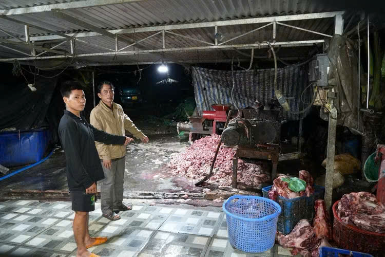 Triệt phá đường dây thu gom, tiêu thụ hàng trăm tấn lợn bệnh, lợn chết