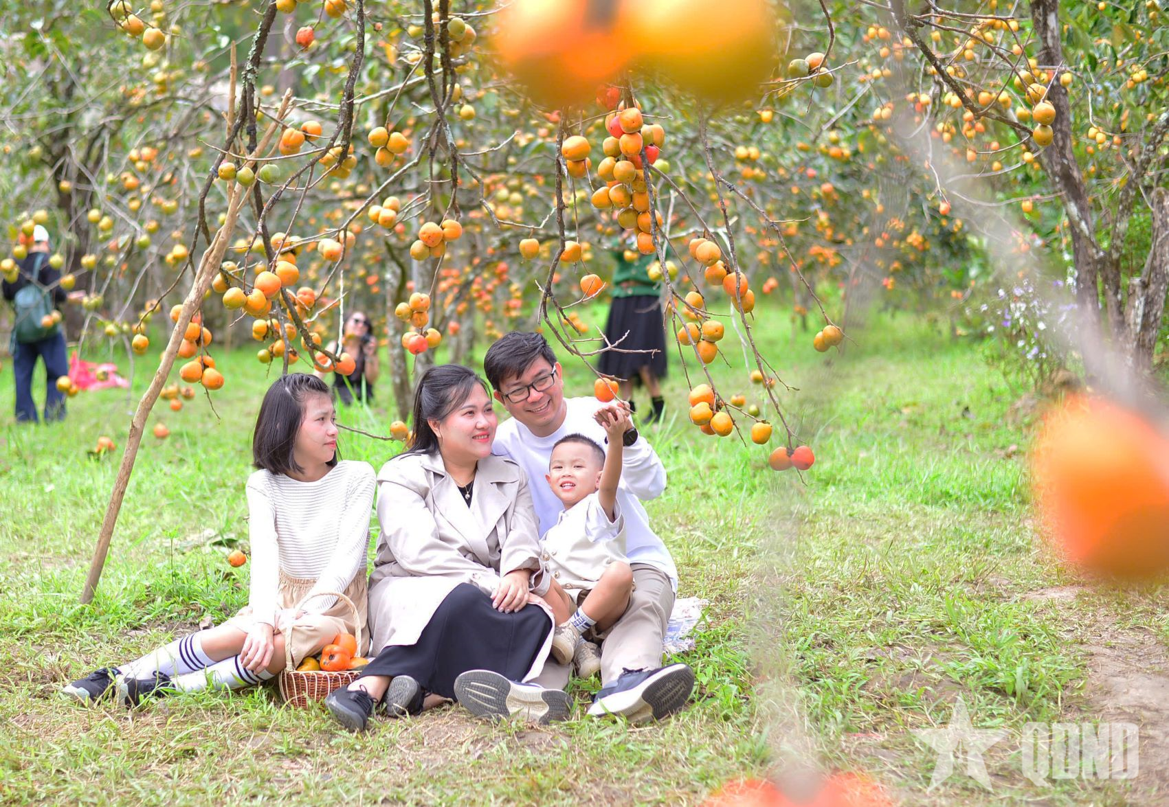 Mùa hồng chín níu chân du khách tại Đà Lạt