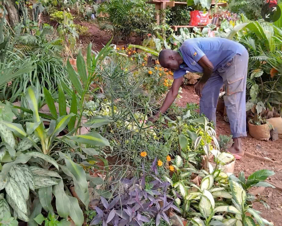 Phục hồi không gian xanh ở thủ đô Cameroon