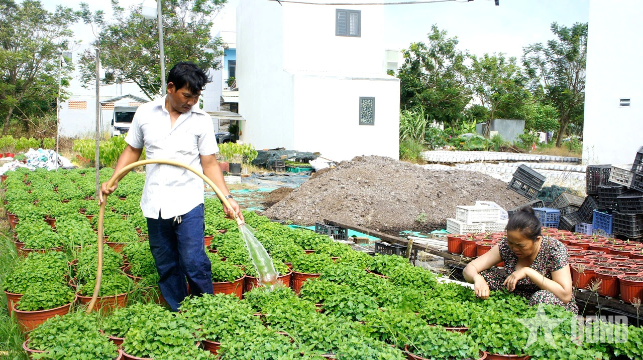 Cần Thơ: Làng hoa Phó Thọ-Bà Bộ tất bật chuẩn bị vụ Tết