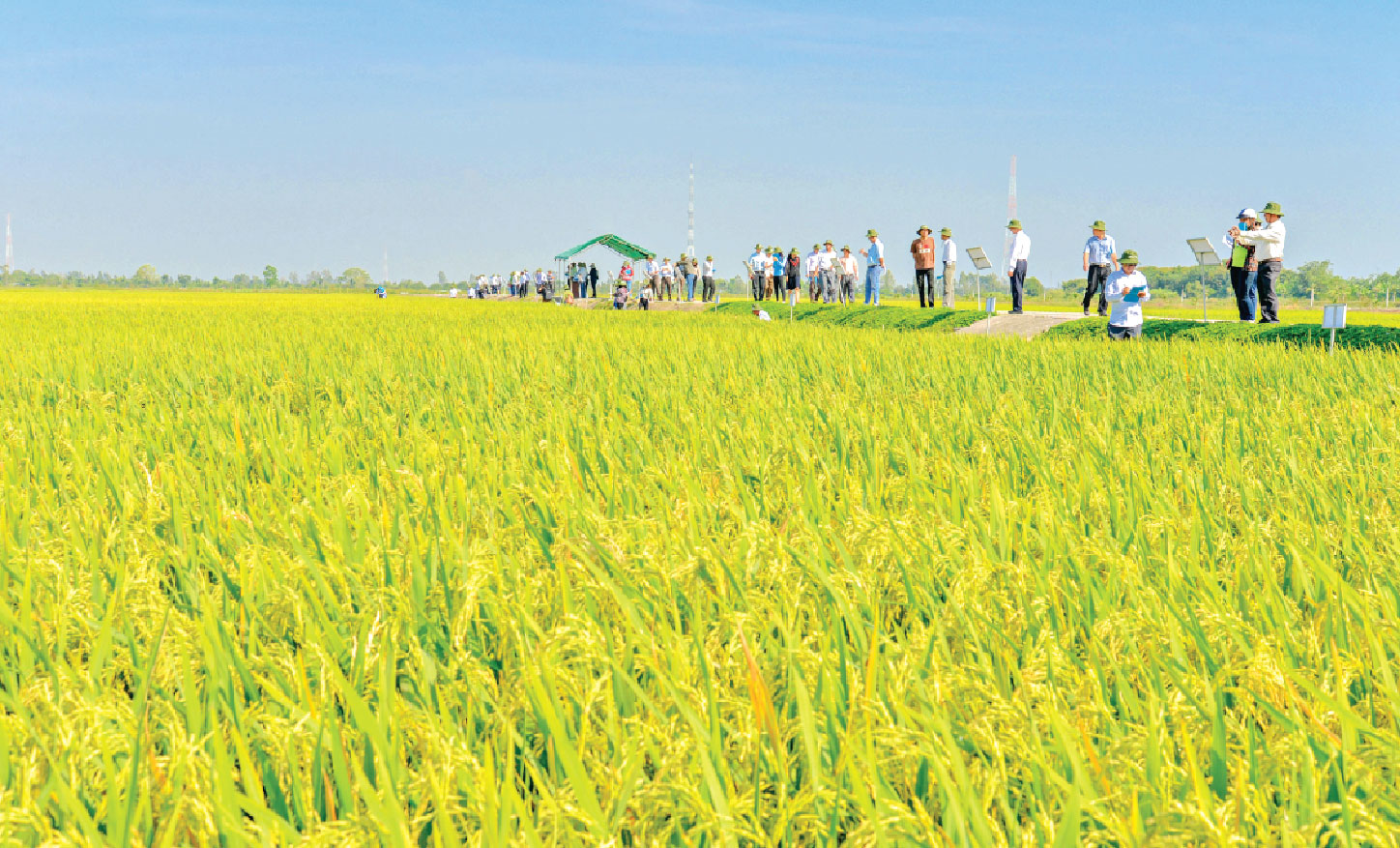 Hồ Quang Cua và hạt gạo“ngon nhất thế giới”