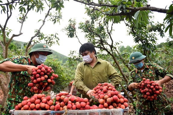 Vải đỏ, áo xanh, tấm lòng vàng