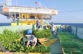 Tiếng lòng tuổi trẻ với biển xanh

