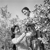 Để chất hào hoa Hà Nội còn mãi

