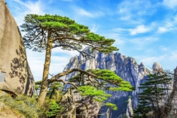 Thế giới đó đây: Cây thông đón khách