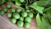 Sấu về giải nhiệt mùa hè