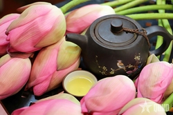 Vương nỗi nhớ trà sen