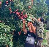 Xôn xao mùa vải chín