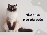 Mèo khen mèo dài đuôi
